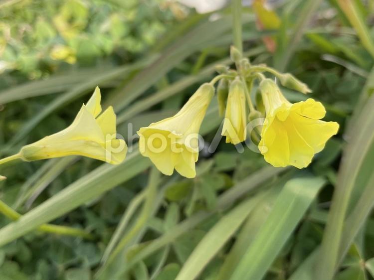 咲きはじめのオオキバナカタバミの花 オオキバナカタバミ,黄色,咲きはじめの写真素材