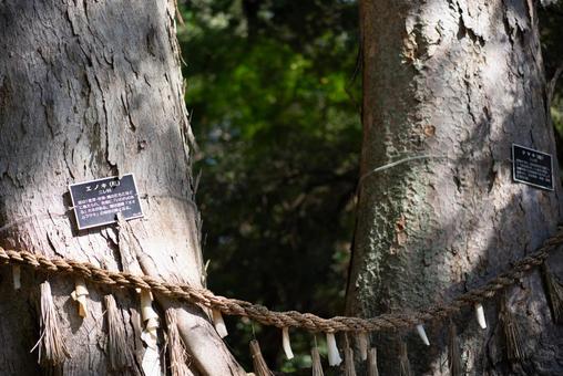 注連縄と古木 木,樹木,古木の写真素材