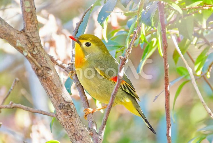 外来種、ソウシチョウ ソウシチョウ,相思鳥,かご抜け鳥の写真素材