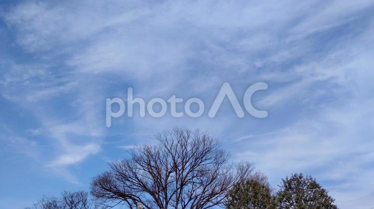 冬から春へ季節の森林公園ときれいな青空のイメージ　風景背景素材16:9 背景,背景画面,背景画像の写真素材