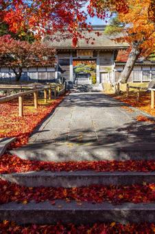 秋の香林寺⑷ 寺,香林寺,紅葉の写真素材