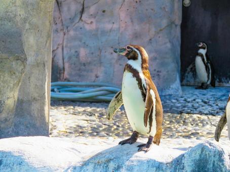岩の上に立つフンボルトペンギン フンボルトペンギン,鳥類,福山市立動物園の写真素材