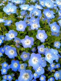 ネモフィラ ネモフィラ,自然,風景の写真素材