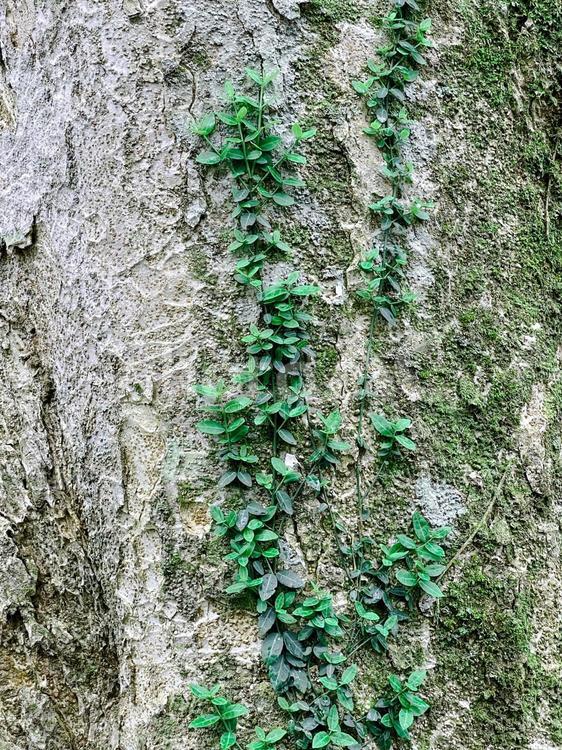 木とツタのテクスチャ 木,皮,木の皮の写真素材
