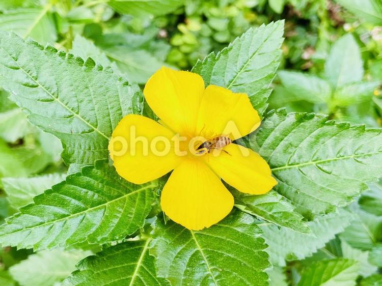 キバナヤナギにとまるハチ キバナヤナギ,黄花,自然の写真素材