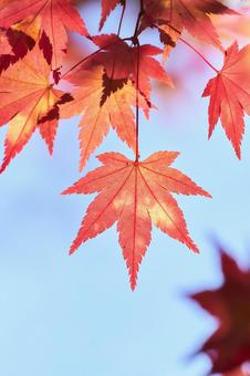 水色背景赤く色づくもみじの葉紅葉アップ 水色背景赤く色づくもみじの葉紅葉アップ もみじ,紅葉,カエデの写真素材