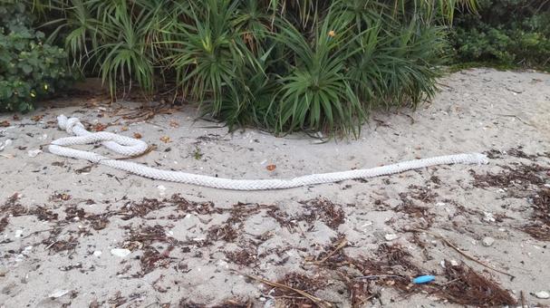 海岸に打ち上げられた大きなロープ 海岸に打ち上げられた大きなロープの写真