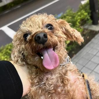 嬉しいトイプードル トイプードル,犬,子犬の写真素材