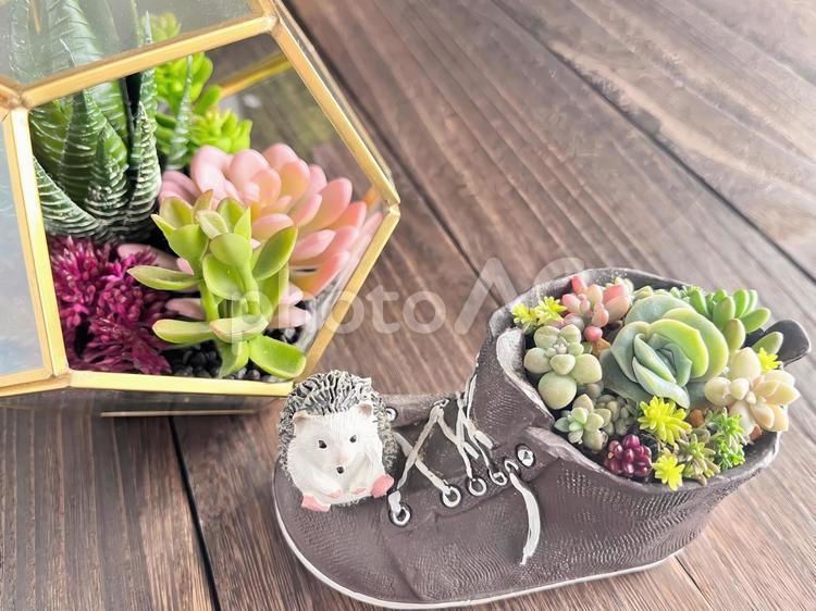 多肉植物の寄せ植え 多肉植物,寄せ植え,コピースペースの写真素材