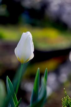 Tulips that will soon bloom, JPG