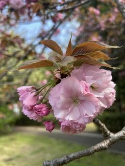 Photo, cherry blossoms, spring, pink, 