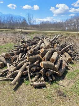 伐採木_20250412_02 伐採,木材,木の写真素材