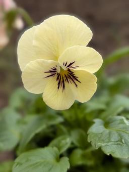 ビオラの花 7 ビオラ,黄,花の写真素材