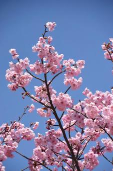 河津桜 河津桜の写真