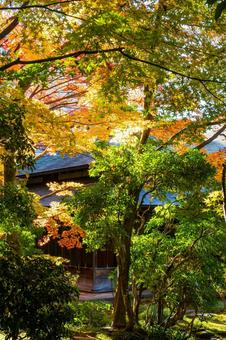もみじ公園の秋⒅ 秋,紅葉,モミジの写真素材