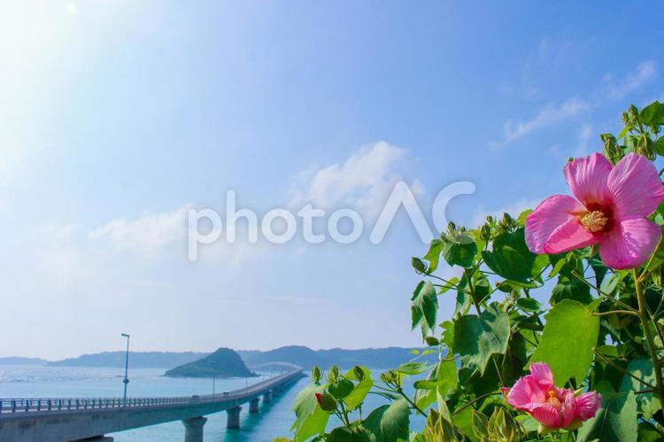 角島大橋とピンク色の花と青空 山口県,下関,角島の写真素材
