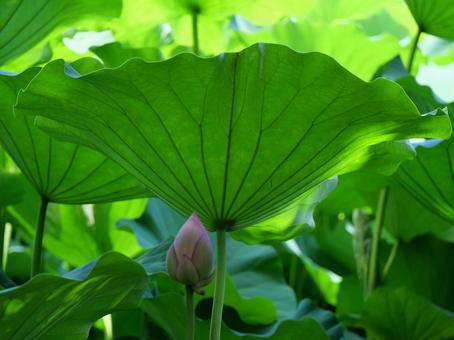 蓮の花 蓮の花の写真