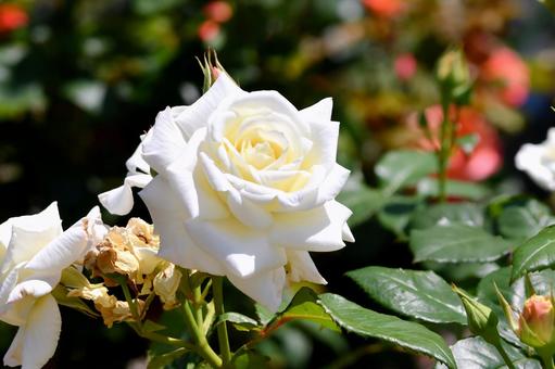 薔薇 銀嶺 薔薇 銀嶺 薔薇,銀嶺,白の写真素材
