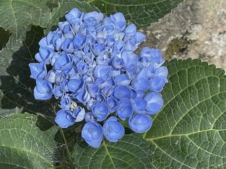 紫陽花1 紫陽花1の写真