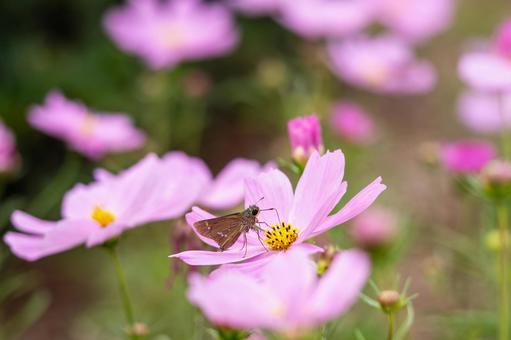 コスモスとイチモンジセセリ⑵の写真