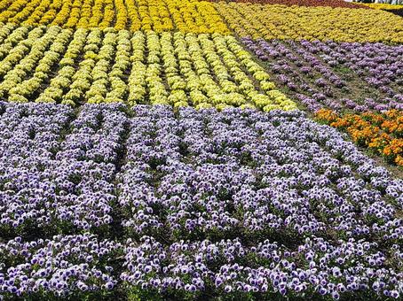 花畑 ビオラ4 花畑 ビオラ4の写真