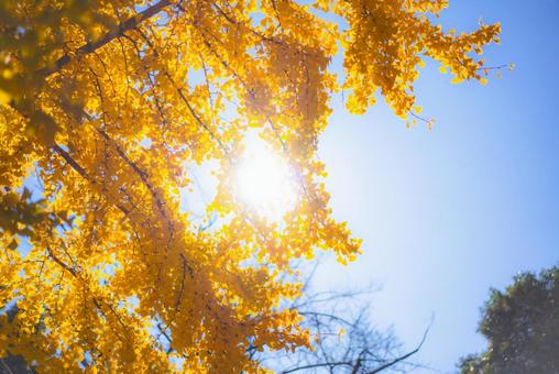 黄金色のイチョウとまばゆい光 イチョウ,黄葉,葉っぱの写真素材