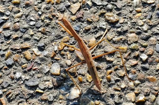 Photo, mantis, orchestra, insect, 