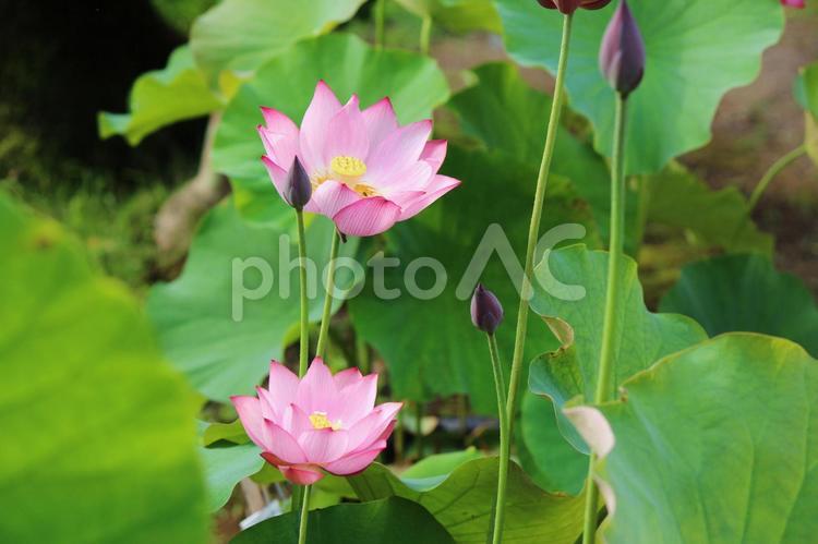 蓮の花　京都　法金剛院 自然,池,緑の写真素材