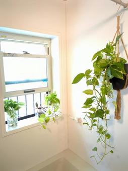 観葉植物　バスルーム　風呂場　ポトスの写真
