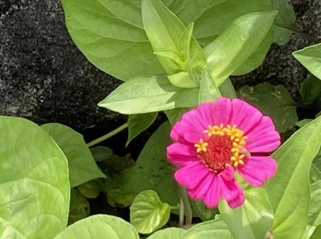 Photo, snow crab, flower, pink, 