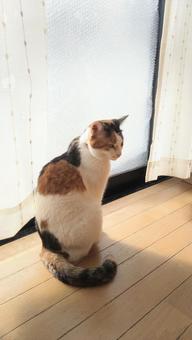 窓ぎわに佇む猫さん 猫,日向,窓ぎわの写真素材