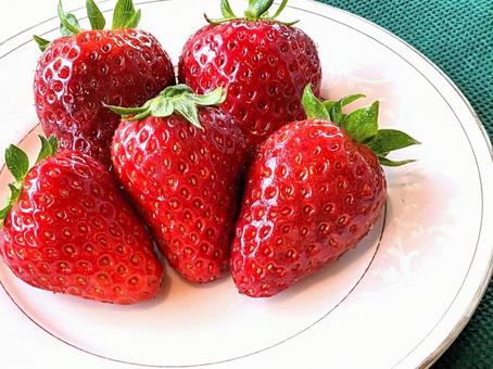 いちご(古都華) いちご(古都華) いちご,果物,ストロベリーの写真素材
