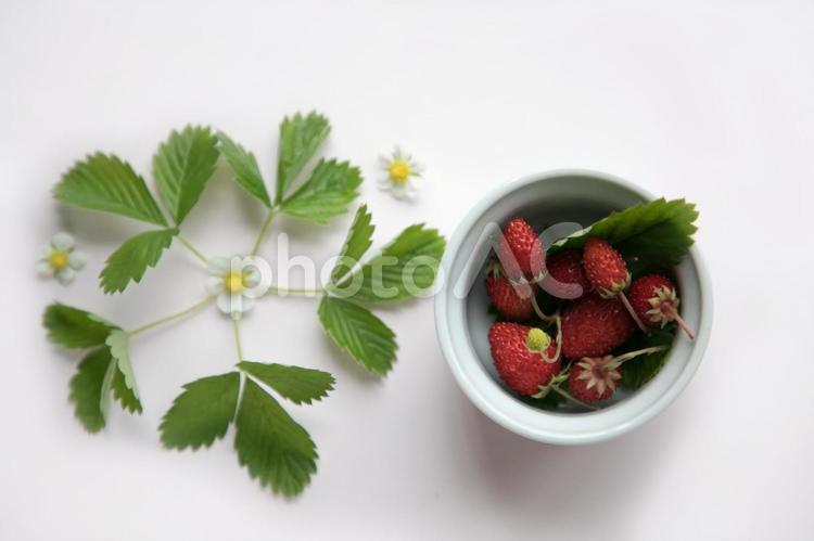 ワイルドストロベリーの葉と花と実 ワイルドストロベリー,葉,苺の写真素材
