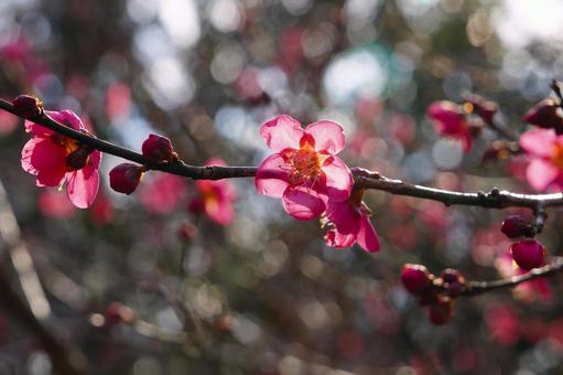 梅の花 梅の花の写真