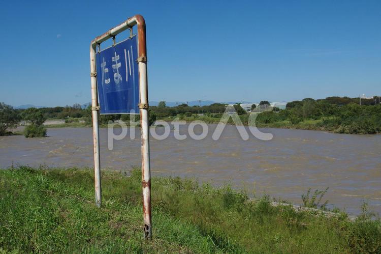台風で増水した多摩川と看板（稲城） 増水,水位上昇,台風の写真素材