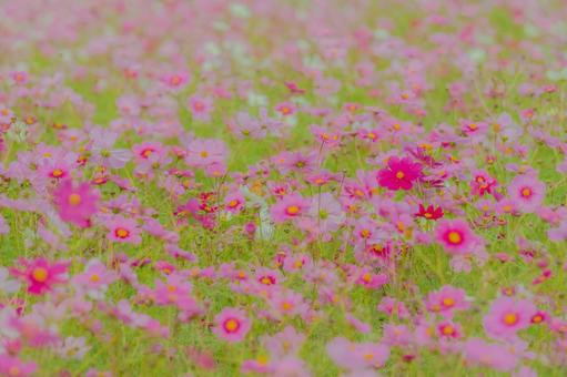 秋空に咲き誇るピンクのコスモス畑 秋,コスモス,花畑の写真素材