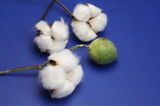 綿花 植物,綿木,綿の花の写真素材