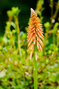 オオトリトマ⑶ オオトリトマ⑶ 花,オオトリトマ,シャグマユリの写真素材