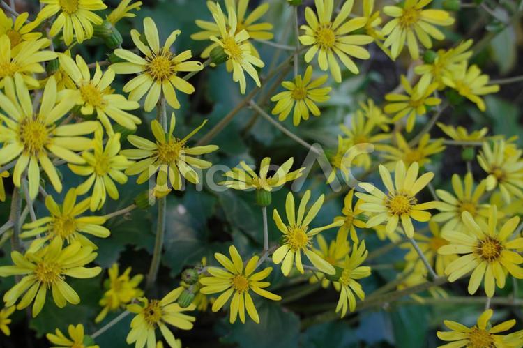 ツワブキの花がたくさん ツワブキ,黄色,花の写真素材