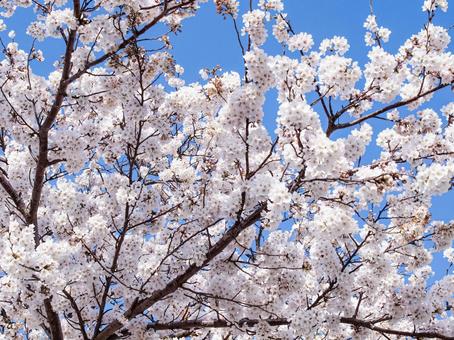 満開のソメイヨシノと青空 満開のソメイヨシノと青空の写真