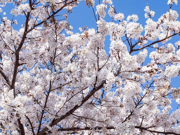 満開のソメイヨシノと青空 さくら,桜,サクラの写真素材