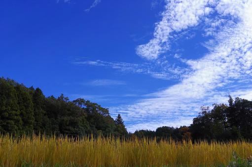 秋の空と稲 秋,空,自然の写真素材