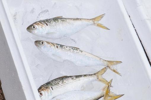 とれたてのコハダ とれたてのコハダ コハダ,こはだ,魚の写真素材