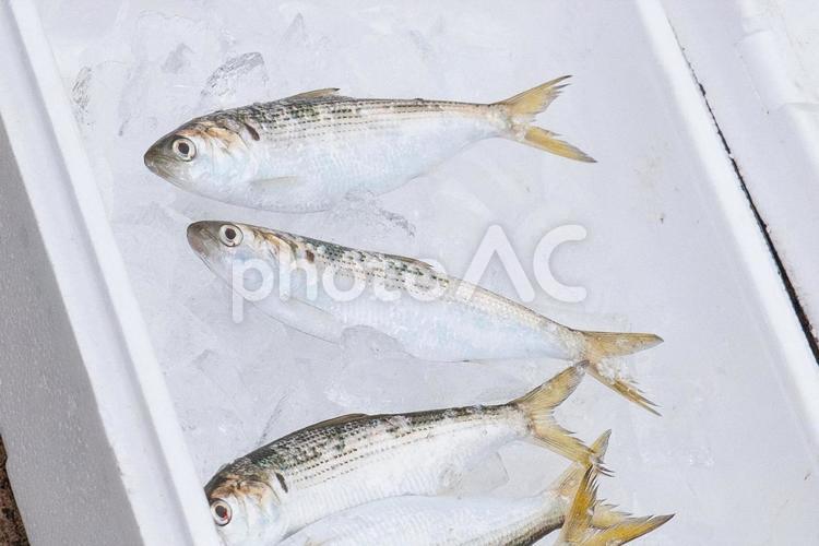 とれたてのコハダ コハダ,こはだ,魚の写真素材