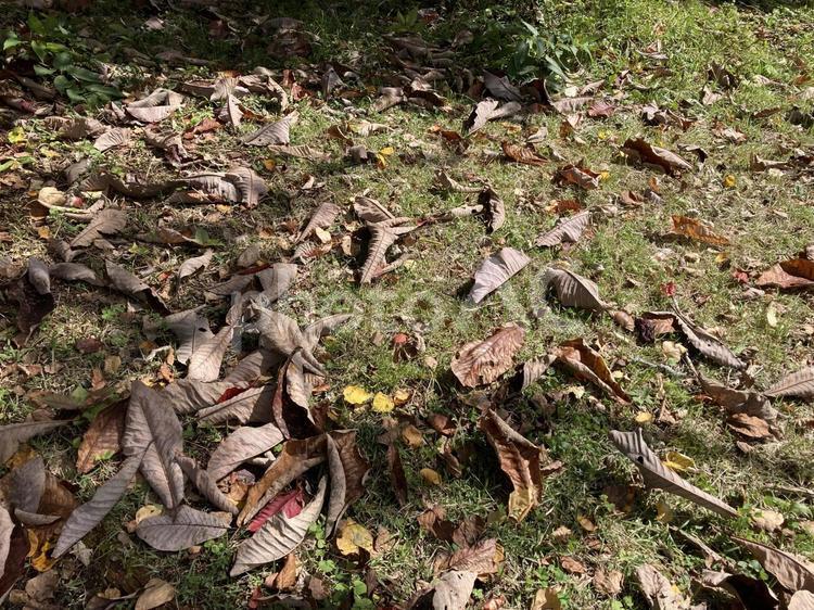 秋の背景素材　落ち葉と木漏れ日 枯れ葉,落ち葉,地面の写真素材