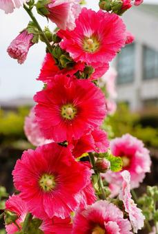 6月上旬の仏生山公園のタチアオイの花 6月上旬の仏生山公園のタチアオイの花 タチアオイ,花,植物の写真素材