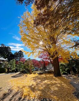 端泉寺の紅葉 端泉寺の紅葉 紅葉,神社,銀杏の写真素材