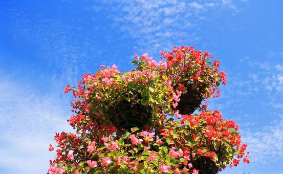 秋空に映える赤~ピンクのベゴニアの花 秋空に映える赤~ピンクのベゴニアの花 ベゴニア,花,赤色の写真素材
