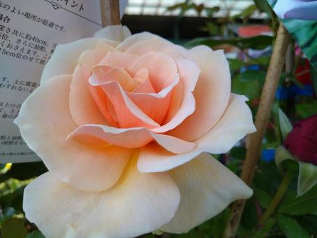 薔薇 薔薇の写真