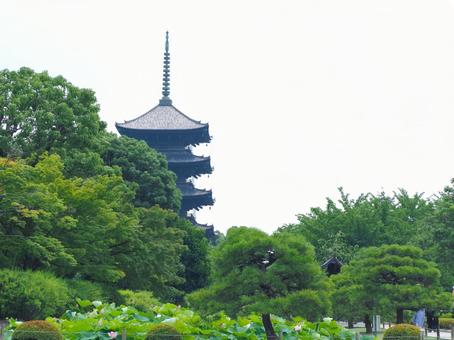 夏の京都の東寺と蓮の風景 夏の京都の東寺と蓮の風景 東寺,五重塔,夏の写真素材